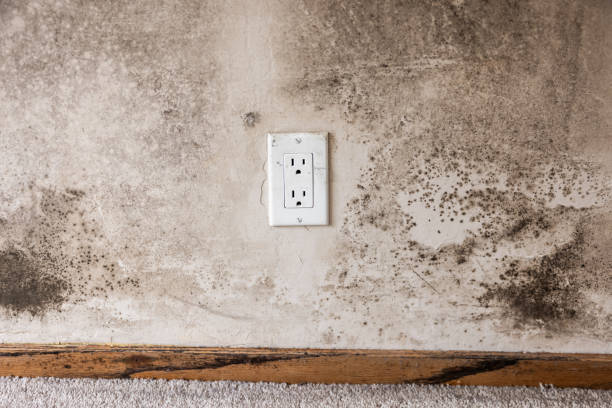 Mold Remediation for Vacation Homes in Eddyville, KY