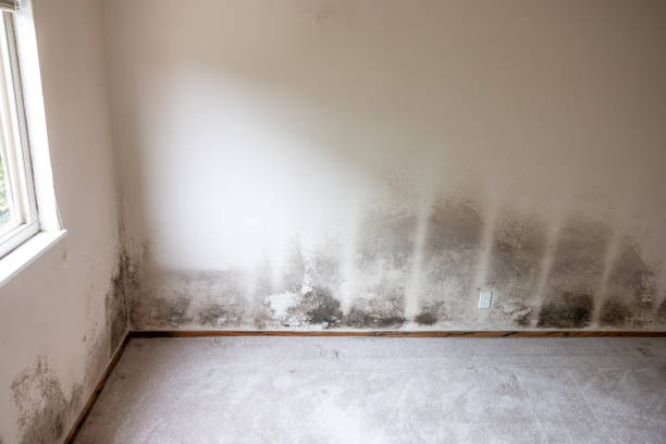 Professional Mold Removal in Eddyville, KY